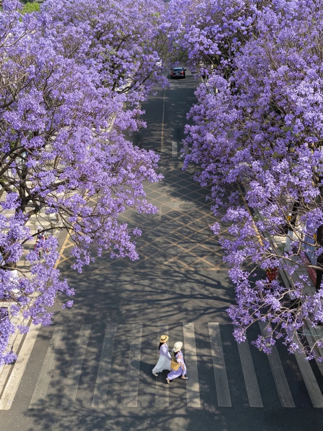 昆明蓝花楹拍完这❻个机位再离开‼️附地图
