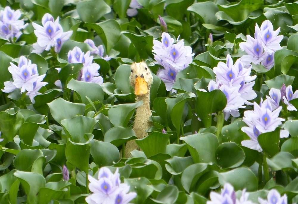 我国花重金治理的水葫芦，为何到了柬埔寨就成了宝贝？长江三角洲的河道里，墨绿色