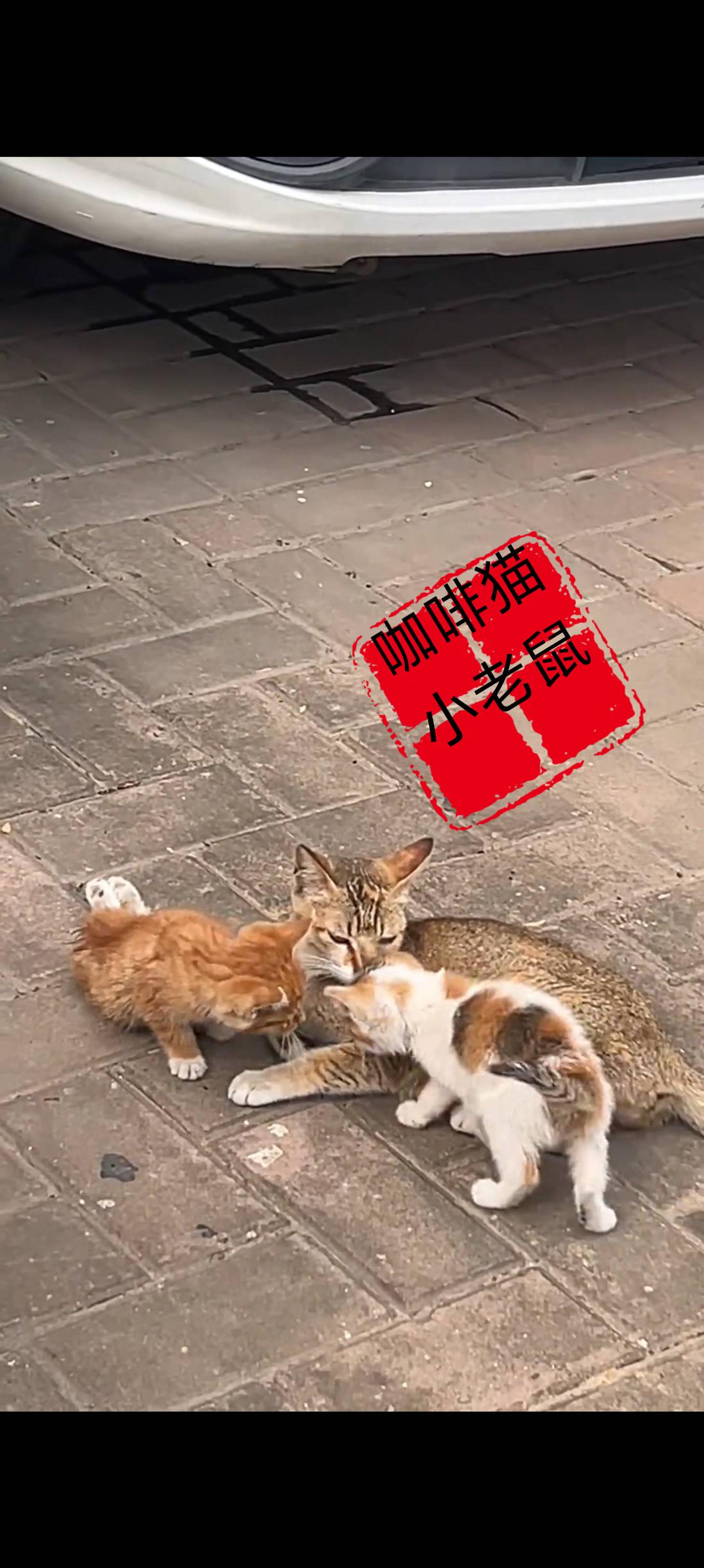 谁能够感受到作为一位母亲有多么的不容易，更何况此时的她们还无家可归，依靠猫妈妈平