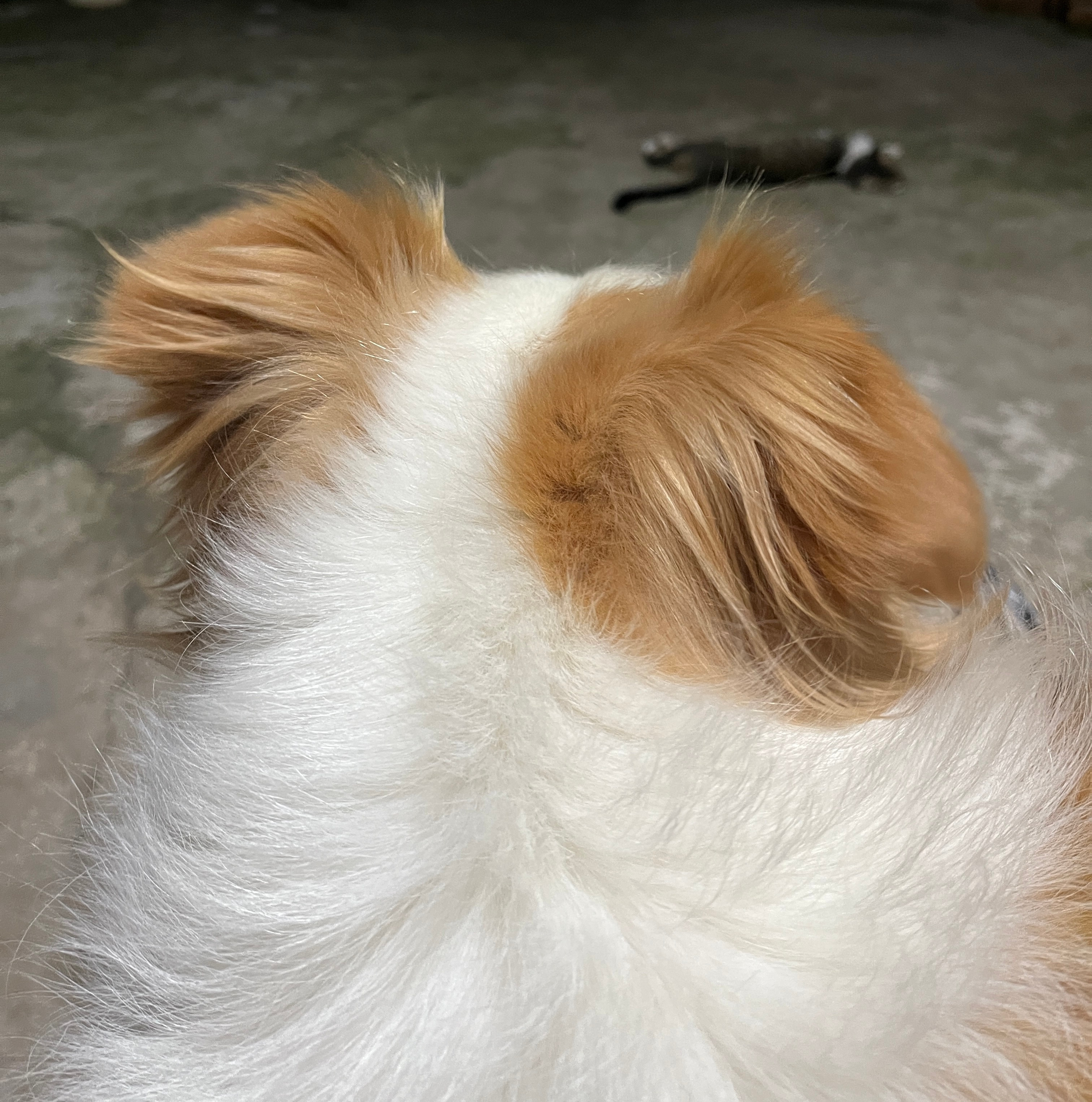 小女孩最近特别喜欢撒娇，一下子跳到我身上也不管压不压人热不热就要贴贴，好萌🥺?