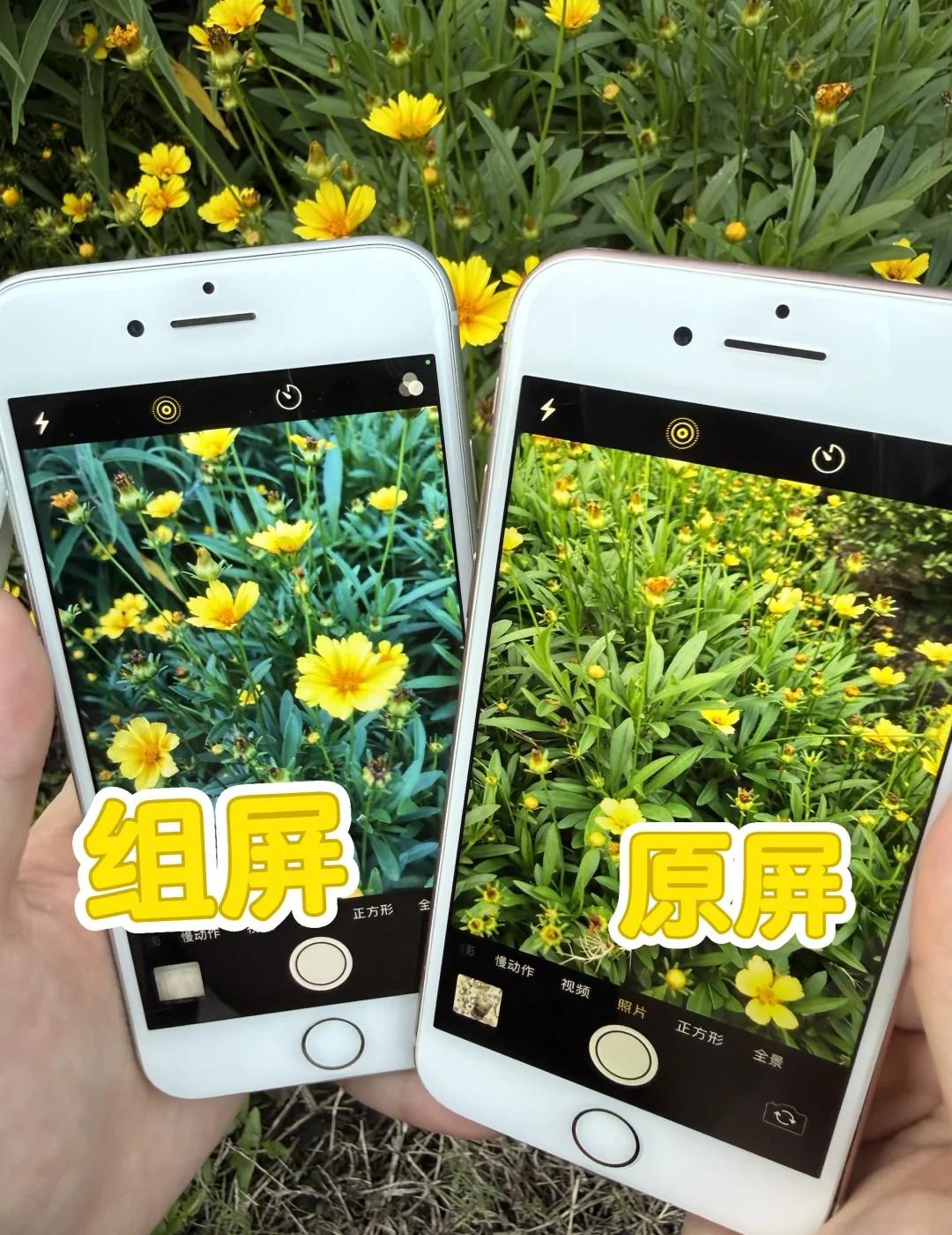 📱组屏和原屏差别还是太大了！！！同样都是苹果8，放在一起一打开相机，差别真的