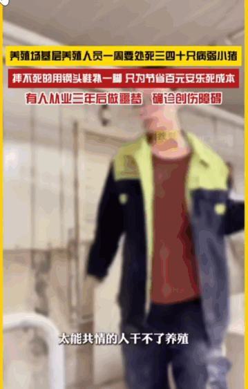 “太可恶了！”一家养殖场里养殖员，每周都要亲手摔死三四十只体弱的小猪，摔不死的，