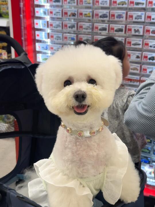 小狗的快乐就是这么简单