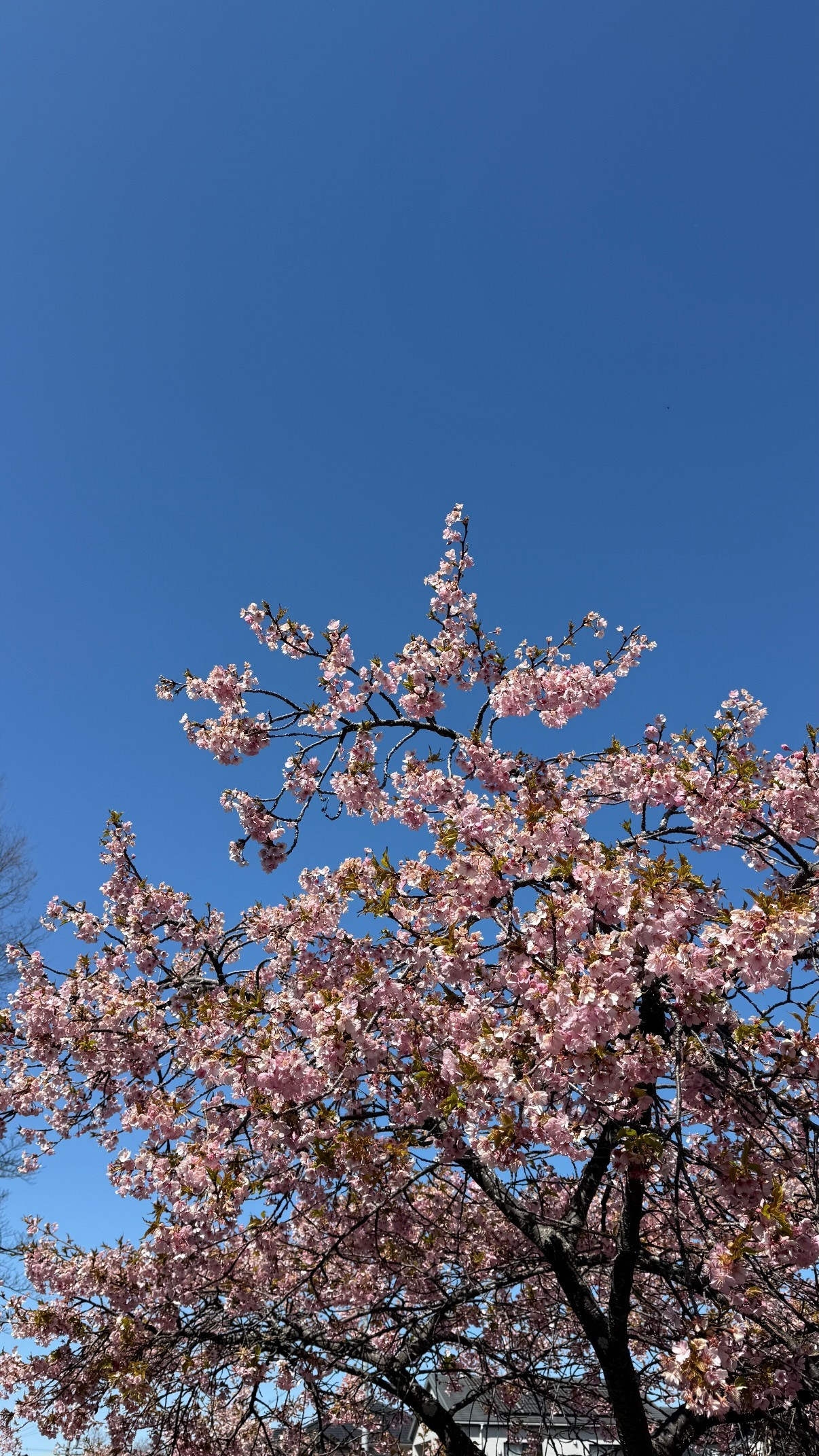 鈴本美愉「帰国して1週間ほど経ちました✈︎最近は桜見に行ったり日本満喫中🌸🤧