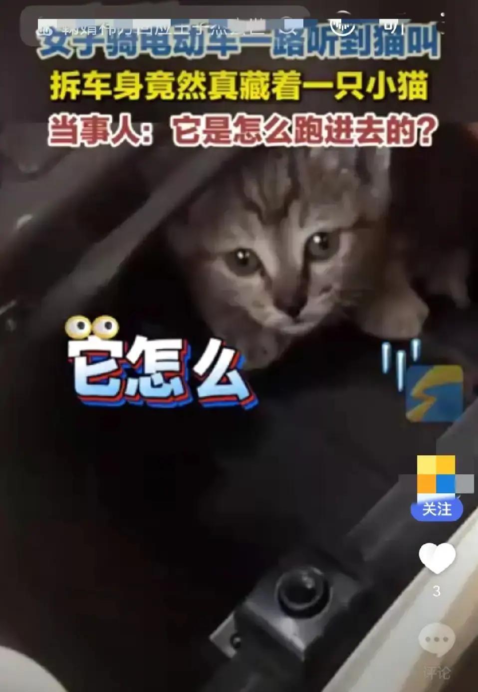 "被人民日报点赞了！"广东深圳，一女子骑电动车听到猫叫，可找遍全车都找不到，不料