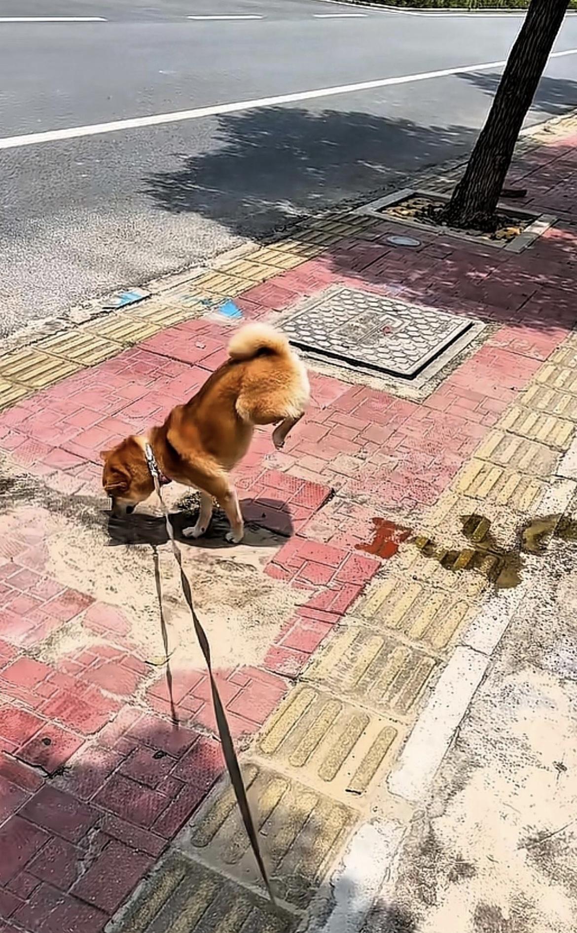 分享我这周有趣的事：路上看到这狗撒尿，这是成精了吧[笑着哭]