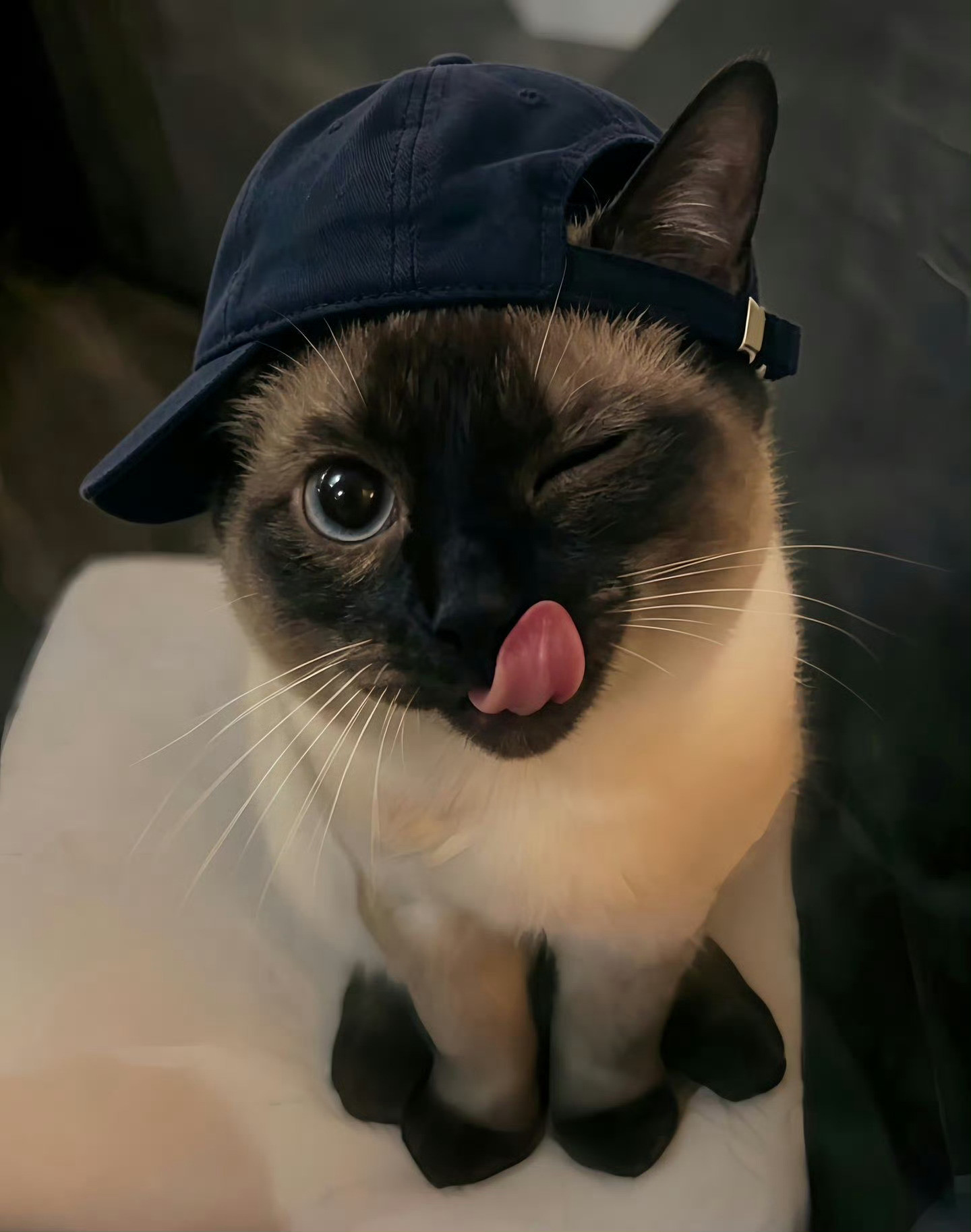 猫咪：我准备好了，拍吧📸