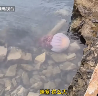 “天上掉馅饼了！”近日，山东烟台，一群游客在海边玩耍时，意外看到了一只巨大无比的