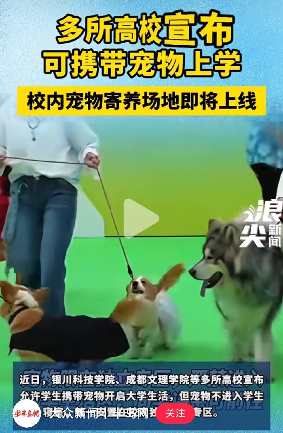 多所高校宣布：可以带宠物（主要是猫狗）一起上学了。这个夏天，突然之间看到至少三