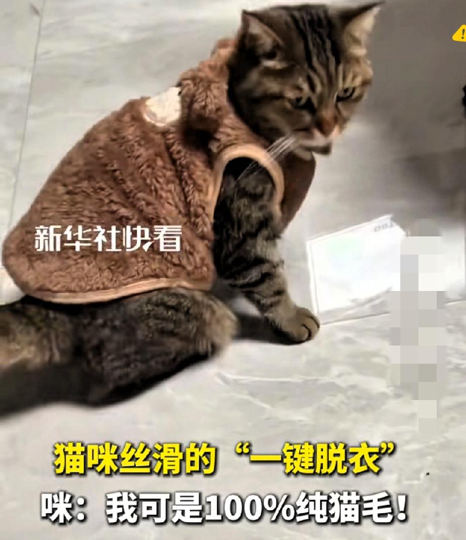 北京网友给自家胖猫咪买新衣服，结果直接被猫咪的“脱衣名场面”笑到直不起腰！