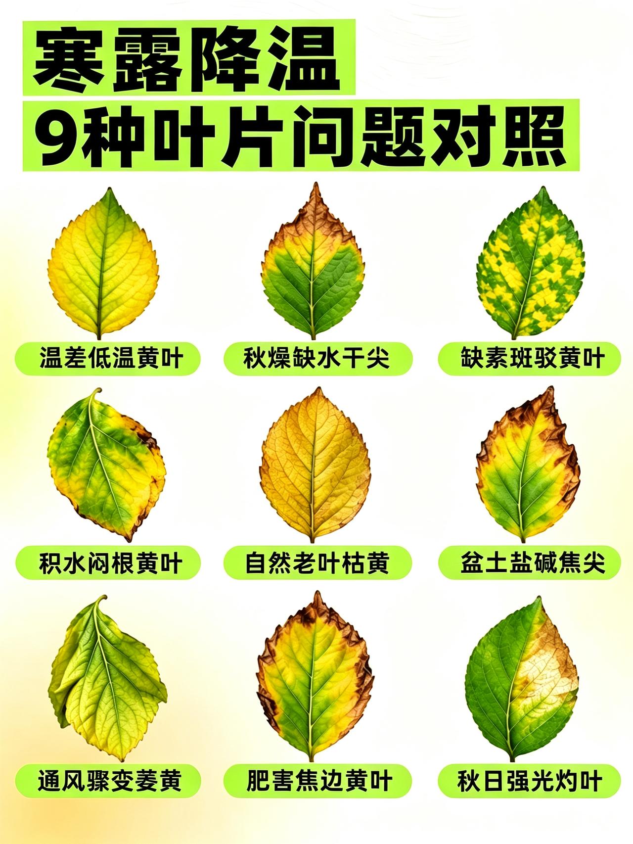 寒露降温预警🌬️9类叶片异常自查寒露已至，昼夜温差拉大🍂叶片发黄、焦尖、萎