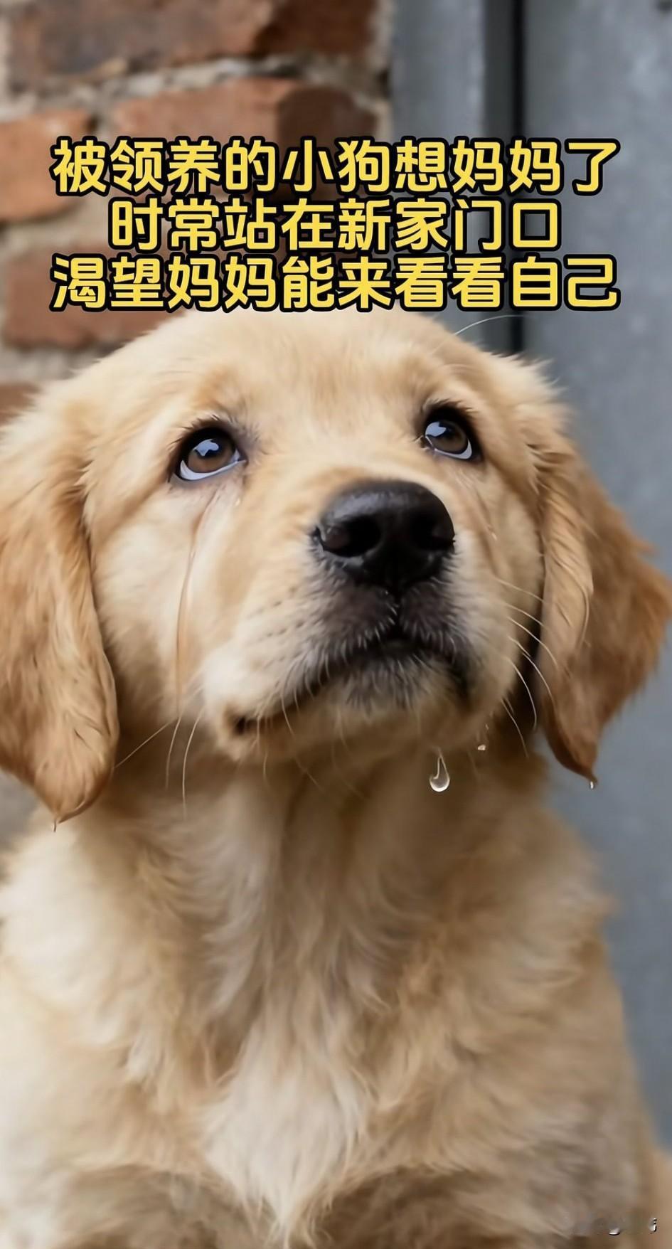 太可怜了！一只流浪狗妈妈生了一只小奶狗，后来有位好心人收养了这只可怜的流浪狗宝宝