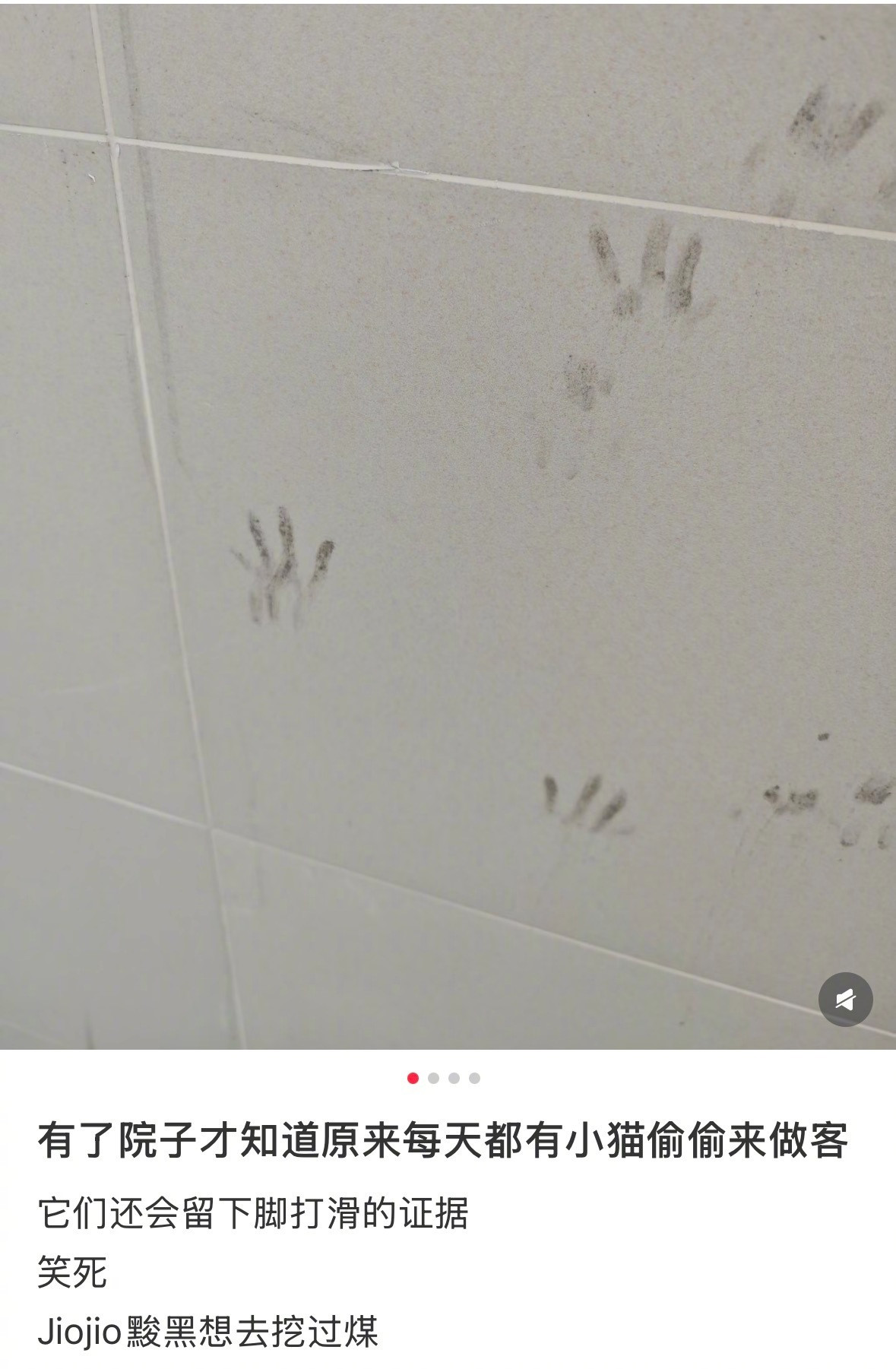 小猫每天都偷偷来我家做客