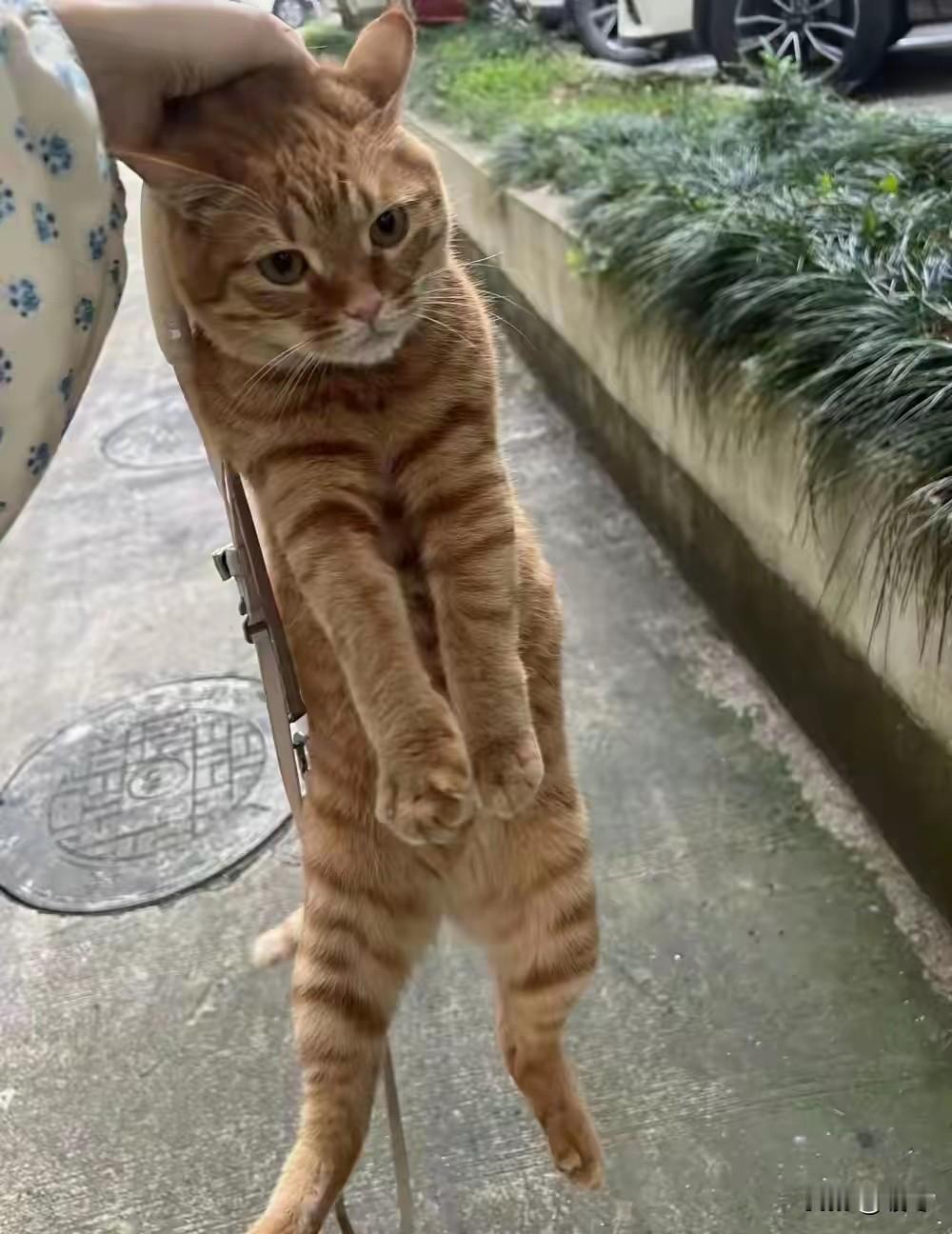 保洁阿姨正死死揪着一只流浪猫的脖子。小猫吓得浑身僵硬，大气都不敢喘。阿姨火气