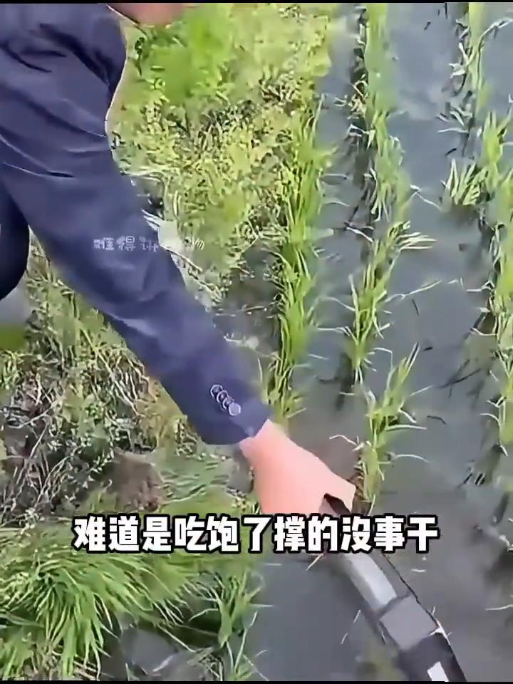 为什么要在稻田里养螃蟹？有人问：明明知道它们会打洞，为什么还要往稻田里撒入这么