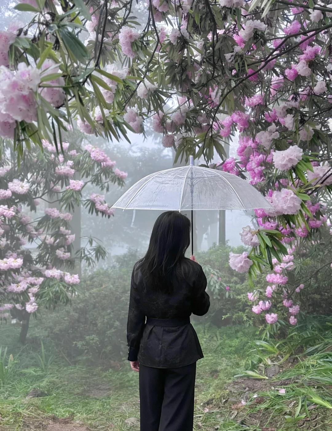 成都出发1.5h！我闯进了宫崎骏的漫画森林！🌲周末随便找了个地方溜达结果直