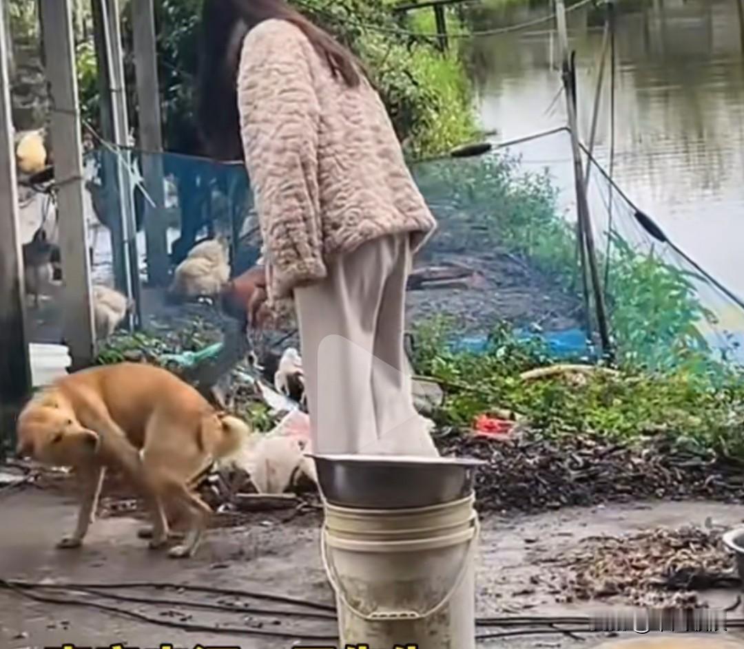 女人凑过去查看狗狗的食盆里有没有剩粮，饿急了的小家伙当即气鼓鼓地朝她凶起来，可转