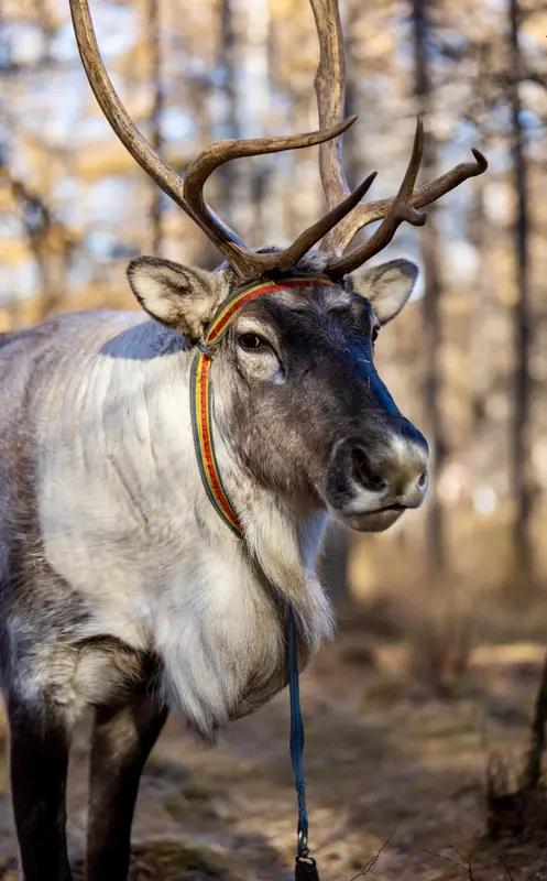 “太有灵性了！”黑龙江漠河这事儿，真是让人忍不住感叹。一女子家里驯鹿鹿角掉了，她