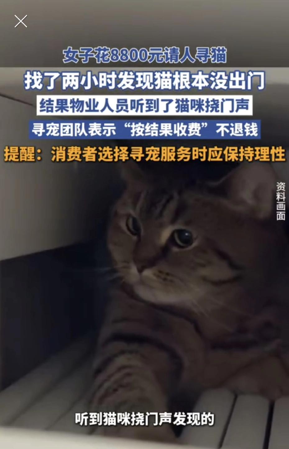 真霸道啊！上海一女子花8800找猫，结果猫在桌下躲着！寻宠队：按结果收费，不退