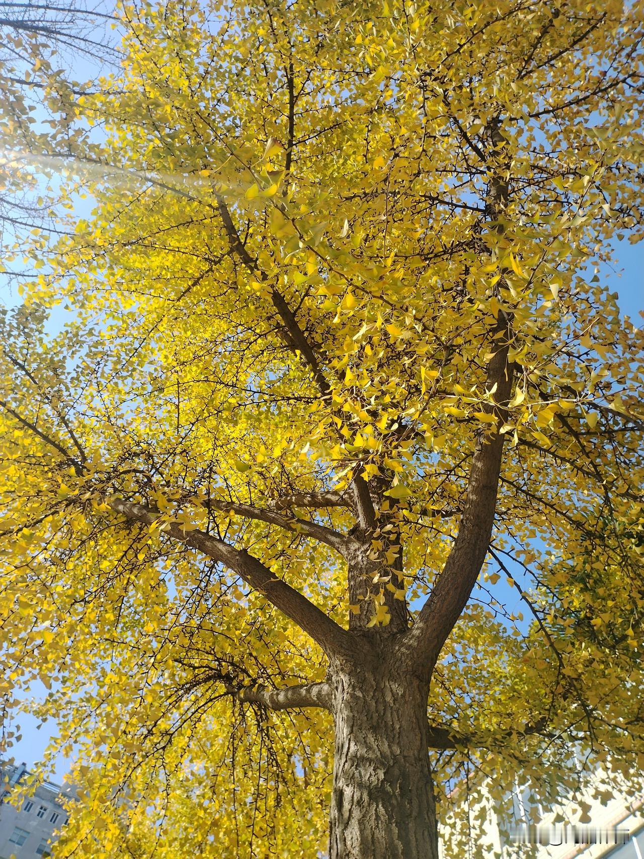 这是西安的五星街教堂
