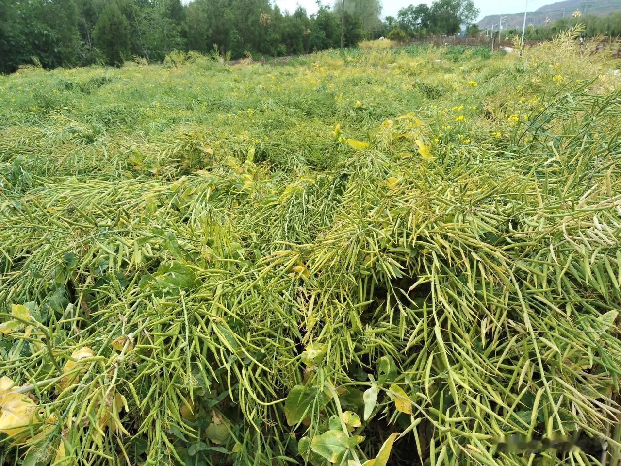 陇西油菜籽已成熟芒种前后，陇西的油菜籽已然成熟。陇西油菜，原先大规模种植在城