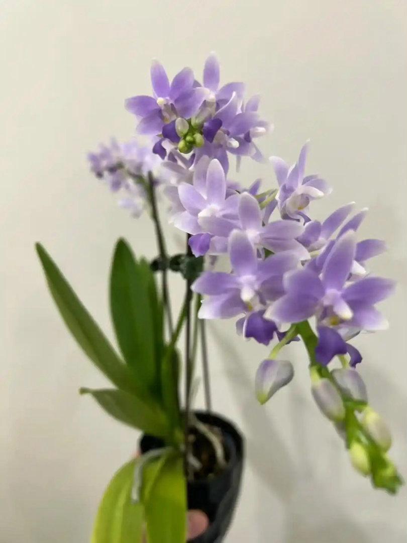 种植蓝星蝴蝶兰是蝴蝶兰里的热门夏花品种，主打天然蓝色系和超长花期，因为花朵会随