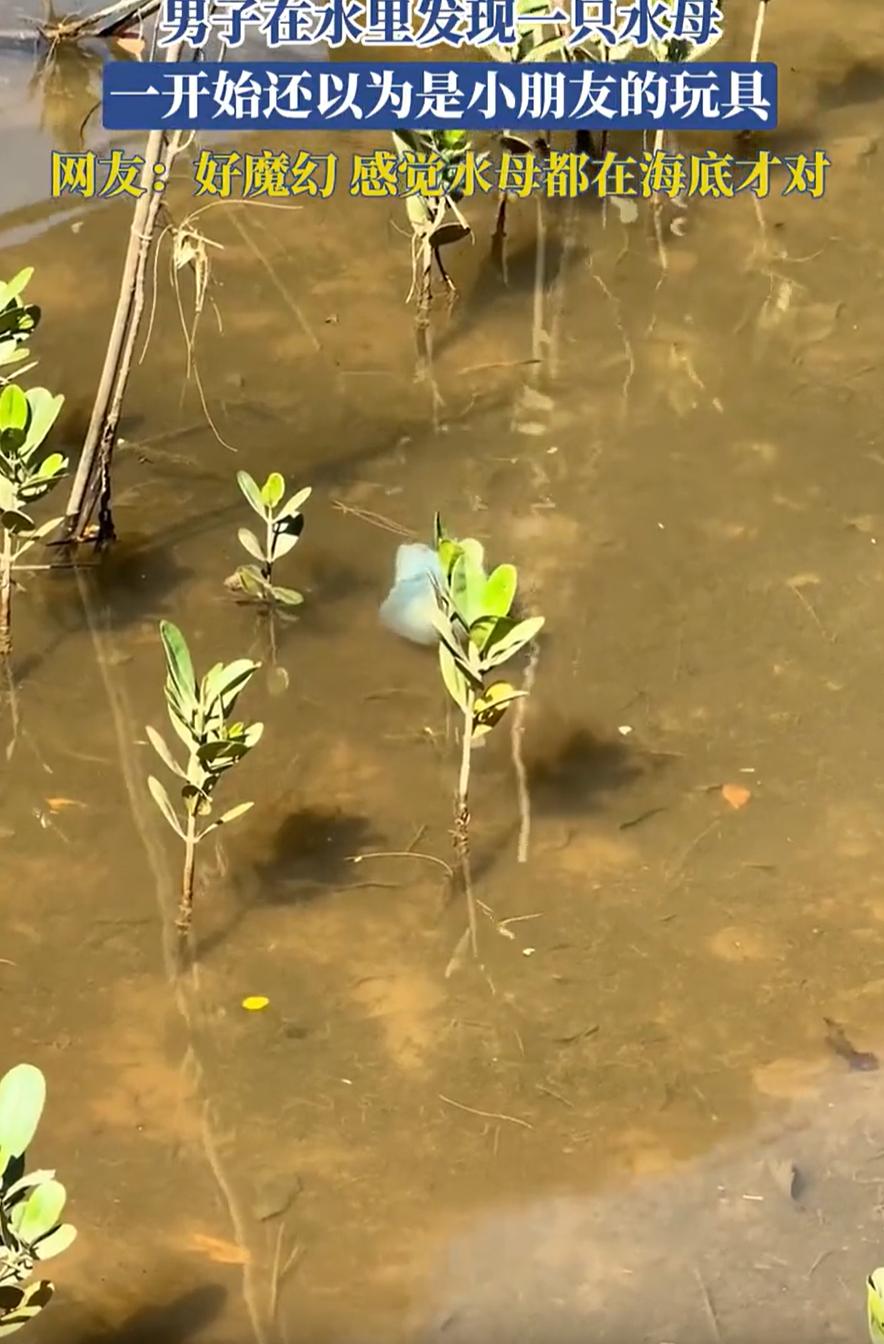 “太神奇了！”一男子去湿地游玩，偶然在水里发现一个蓝色的漂浮物，一开始还以为是塑