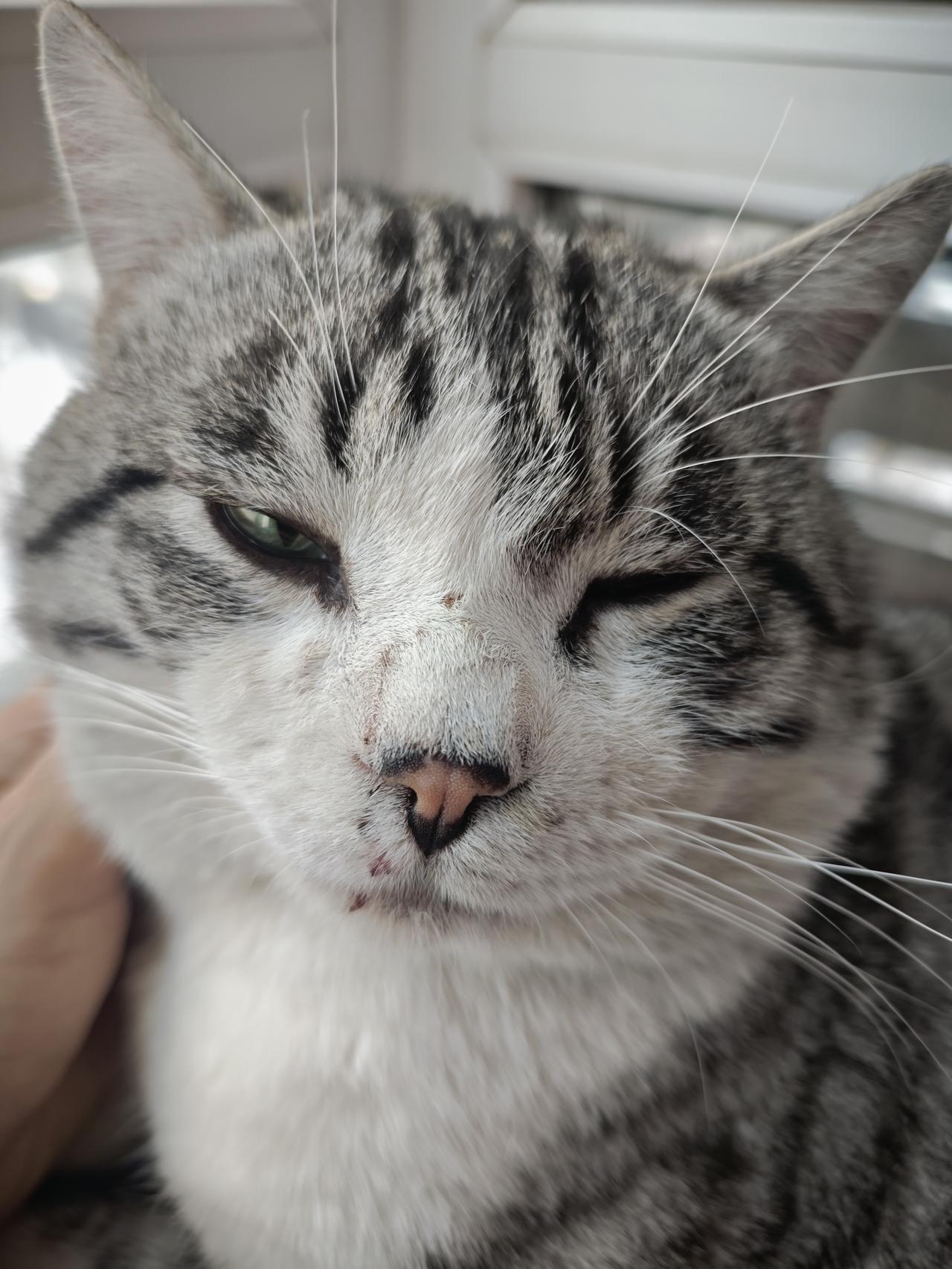 愁人，二哈这家伙天天晚上出去打架，今早回来脸上的伤又加了几道，直接影响颜值了。[