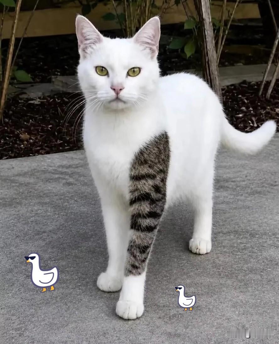 宝子们，乖猫咪大集合了适度抚摸确实能让猫咪放松，舒服的时候，它会眯起眼睛、发