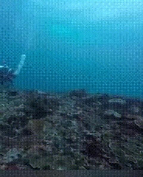 遗憾！30岁女子海底87米寻设备遇险身亡！五一期间，在印尼潜水时，听说是她的Go