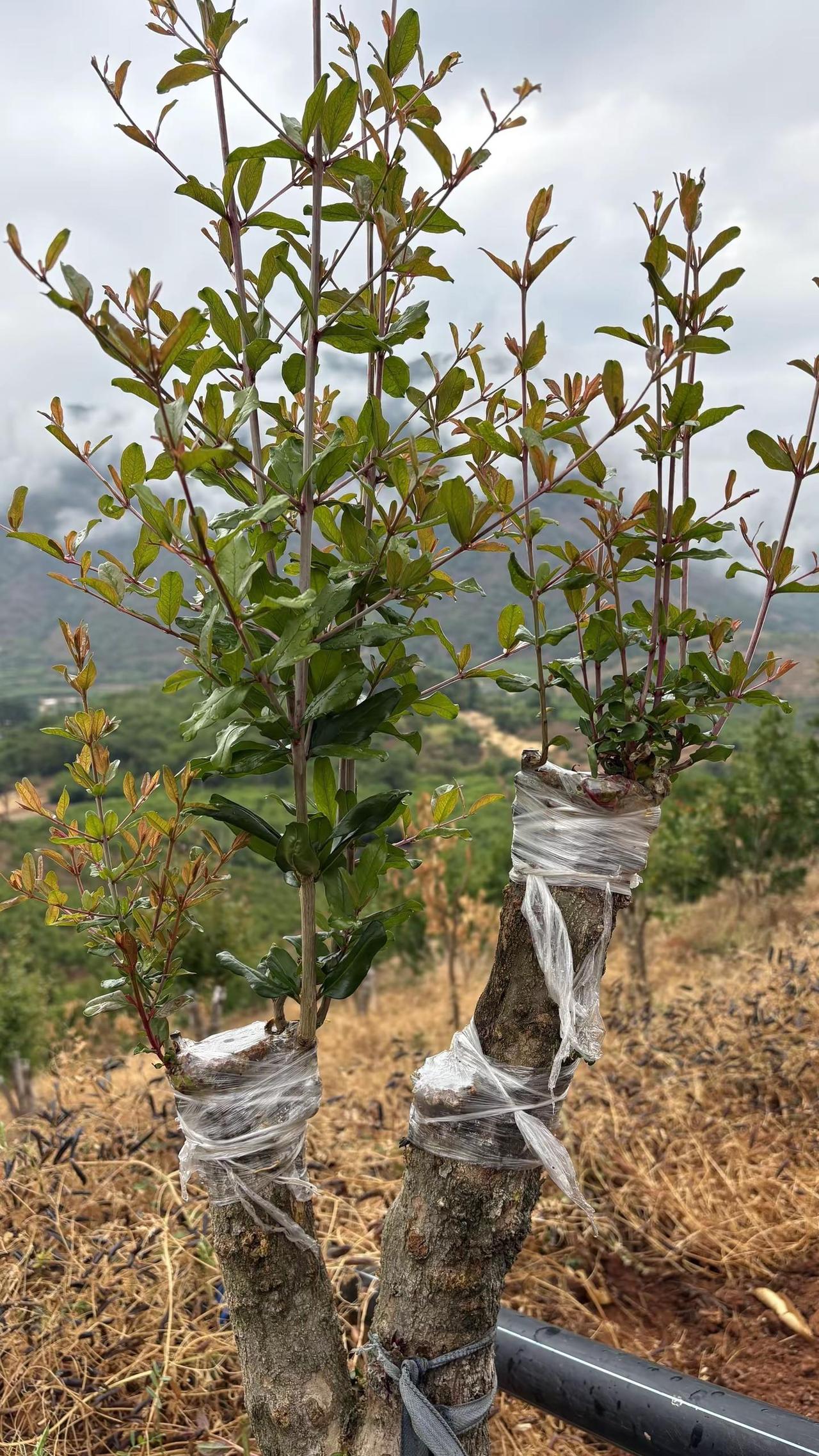 农科院来培育的嫁接的，新品种石榴树，具体研究的什么品种不得而知