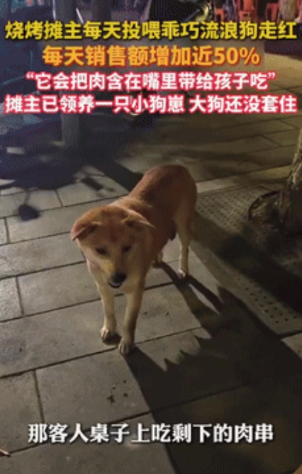 好心有好报！重庆，一条流浪的小土狗天天在饭店附近徘徊，烧烤店老板看它又老实又可怜