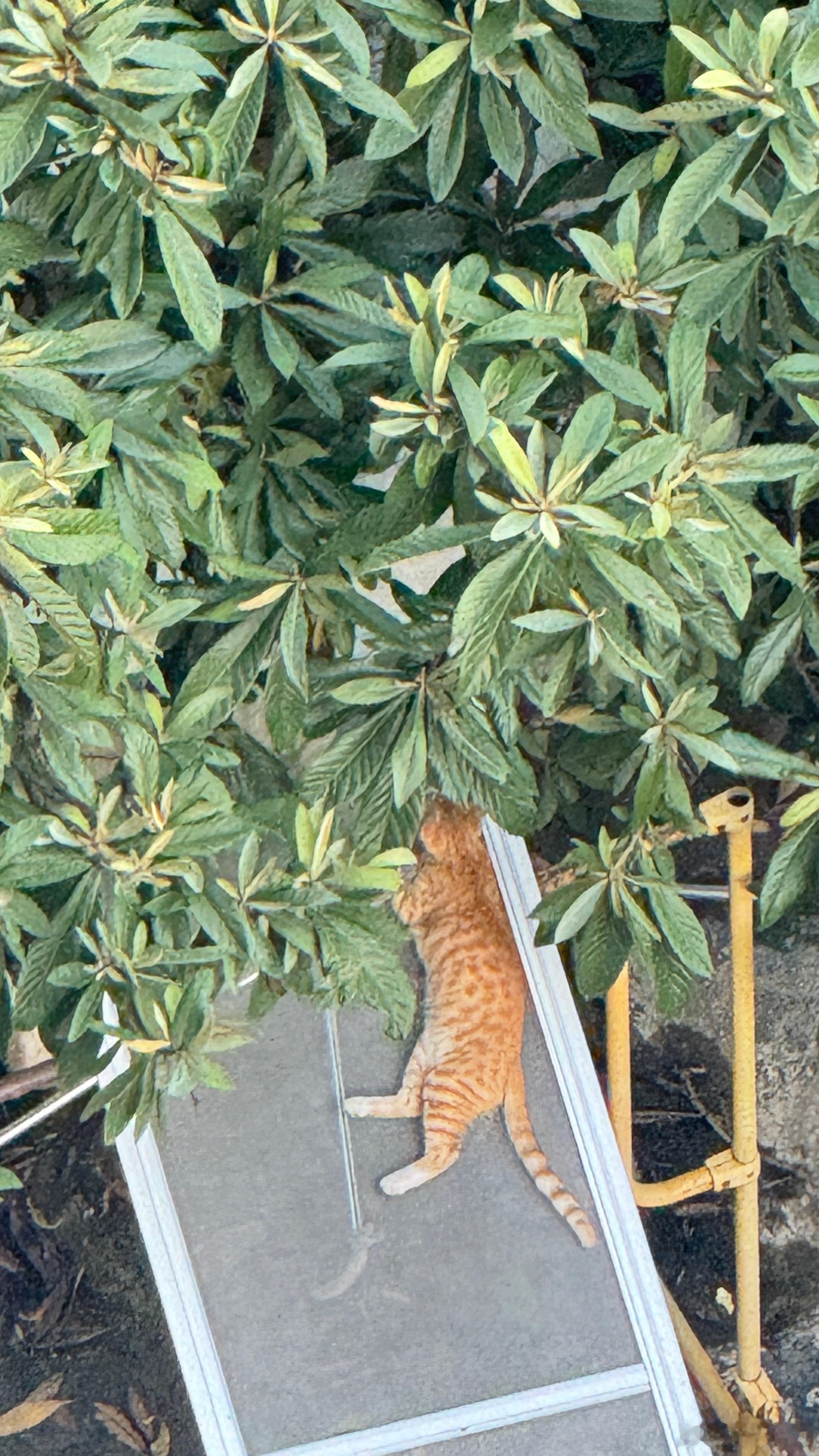 楼下露台上的猫丑萌丑萌的​​​