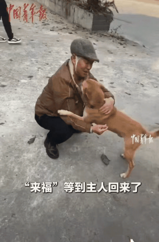 四川平武这只小狗，用8天的守候告诉我们：最纯粹的爱从不用语言表达！