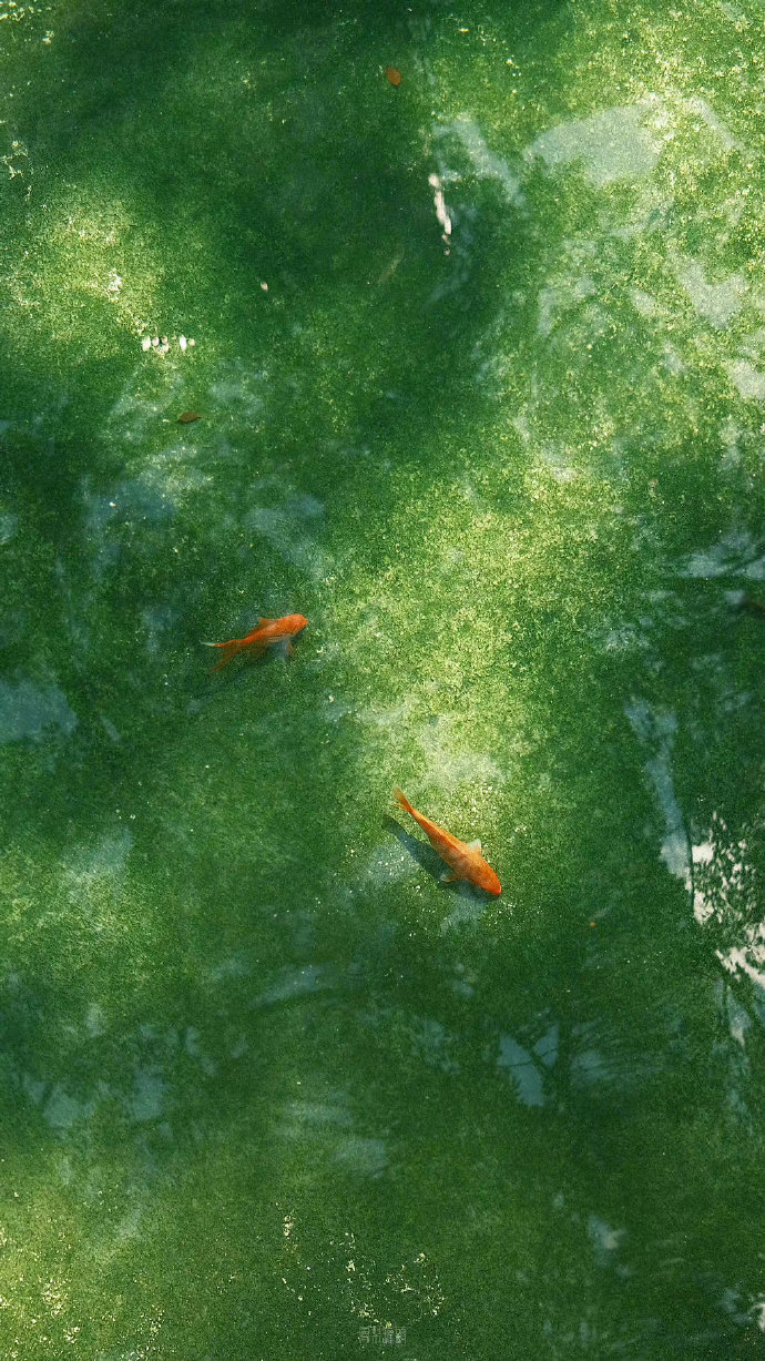 “碧波锦鲤，好事发生...”​​​