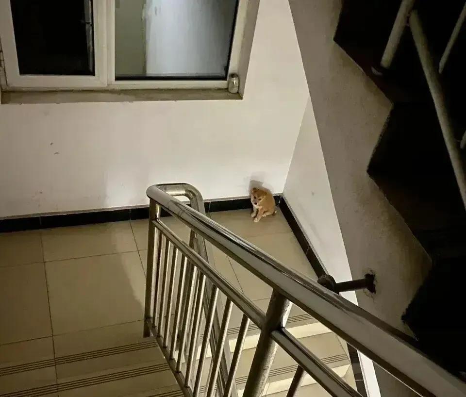 深夜，一阵尖锐凄厉的狗叫声刺破了楼道里的寂静，猛地把我从睡梦中惊醒。那声音充满恐
