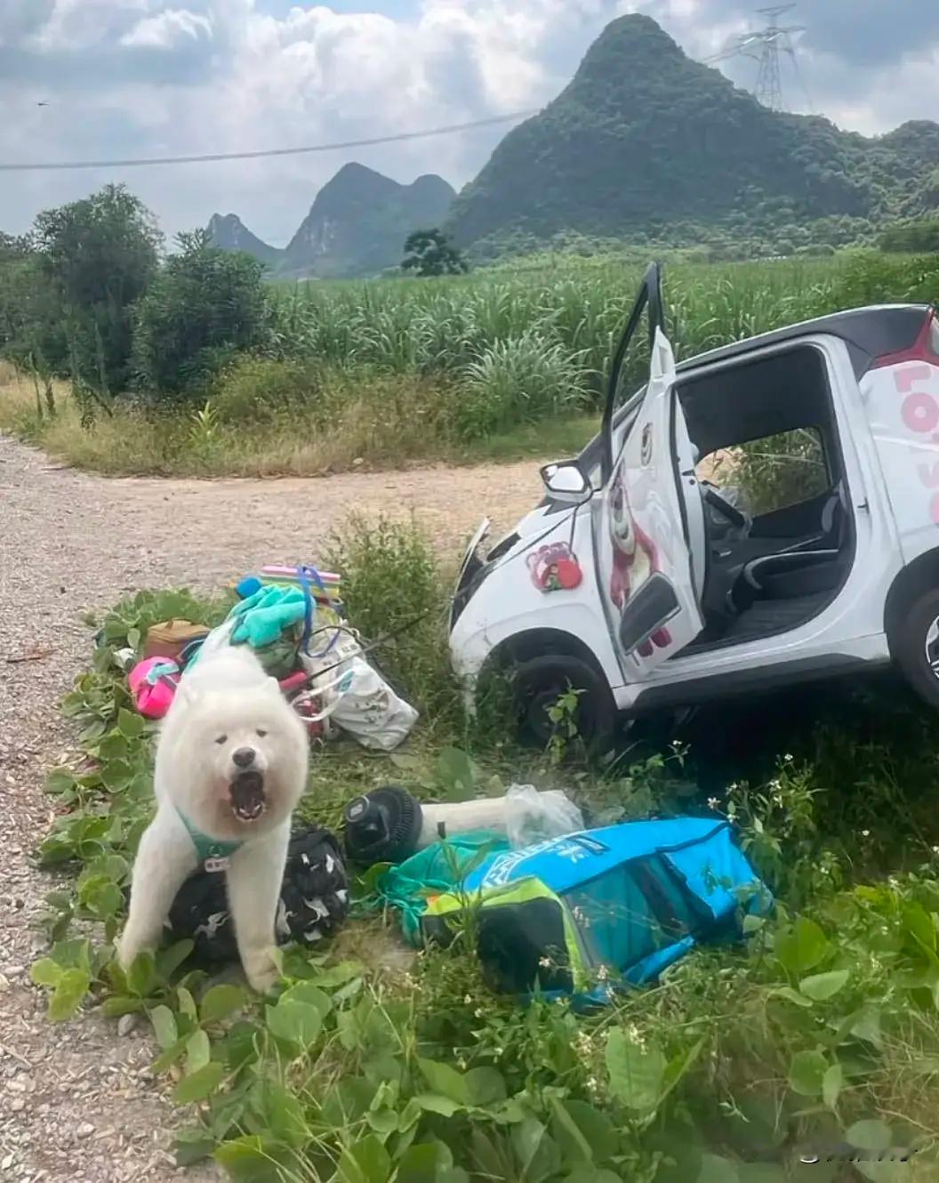 事故发生后，看它的样子，明显是吓到了！​​​