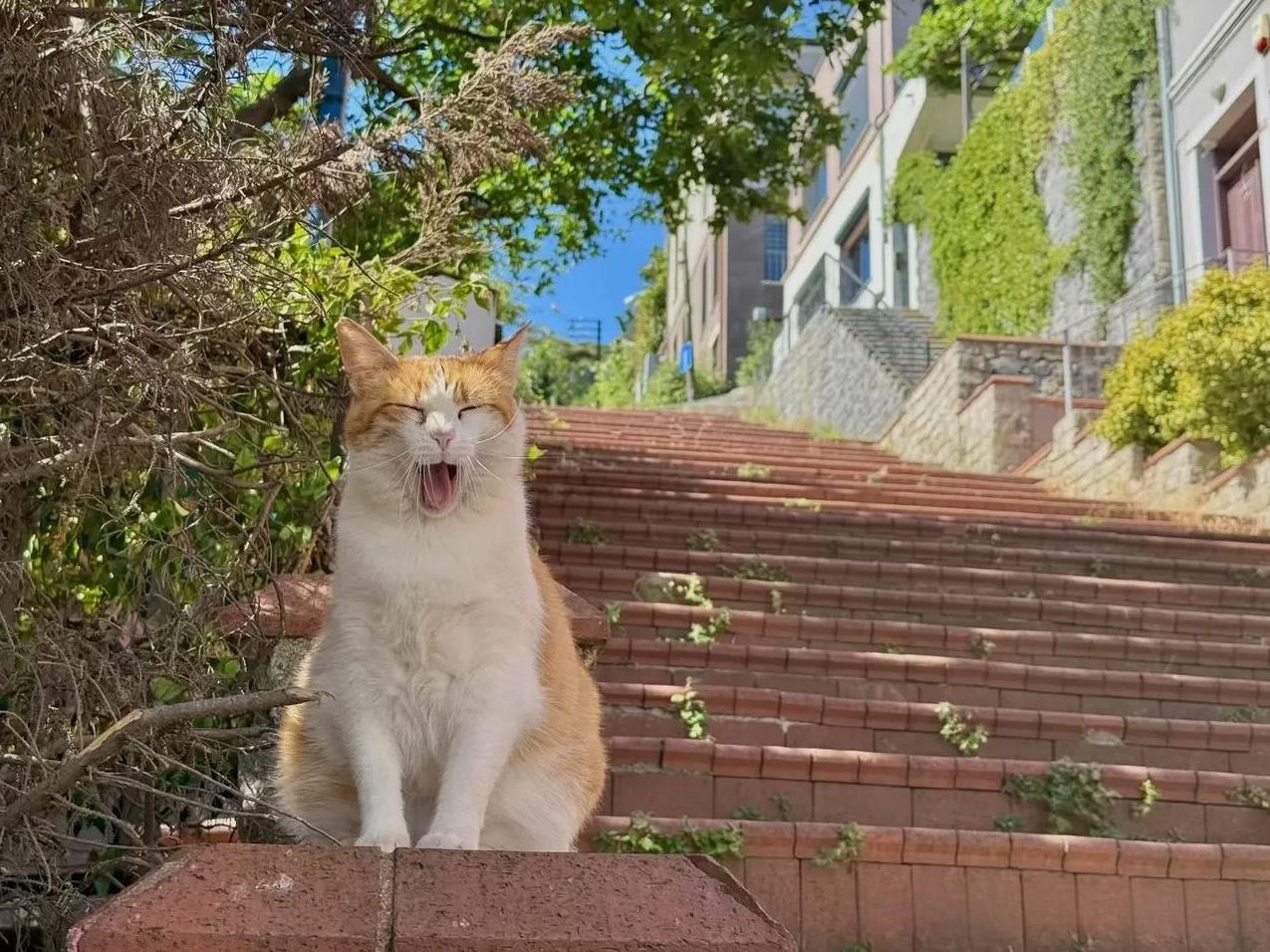 上班路上，看到一只正在打瞌睡的小猫咪，于是就顺手拍了下来发到了朋友圈。谁料竟引来