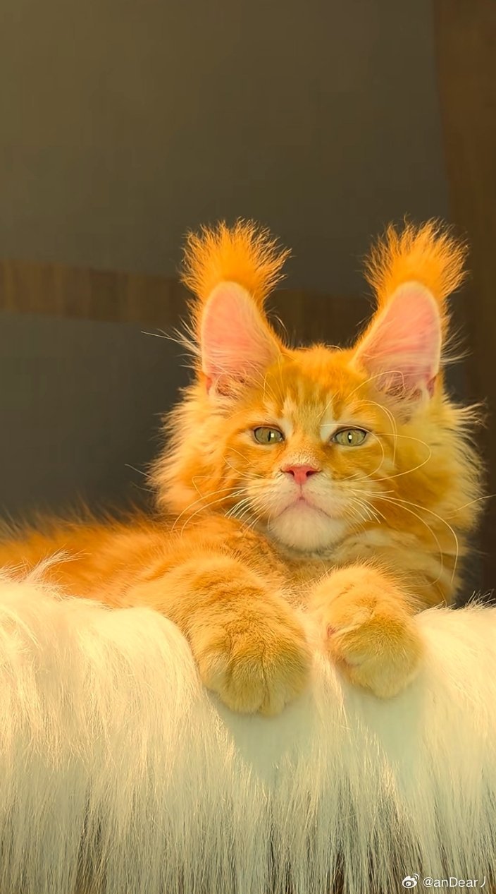 猫咪这聪明毛是准备考清华北大吗？