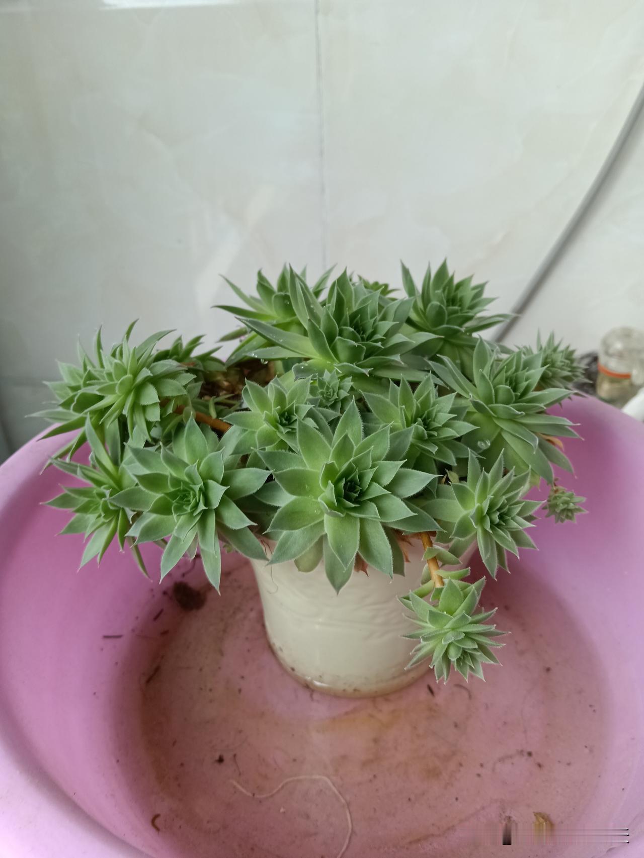 吃不了苦（懒）的生肖：猪：吃不了苦（懒）猴：吃不了苦（懒）龙：吃不了