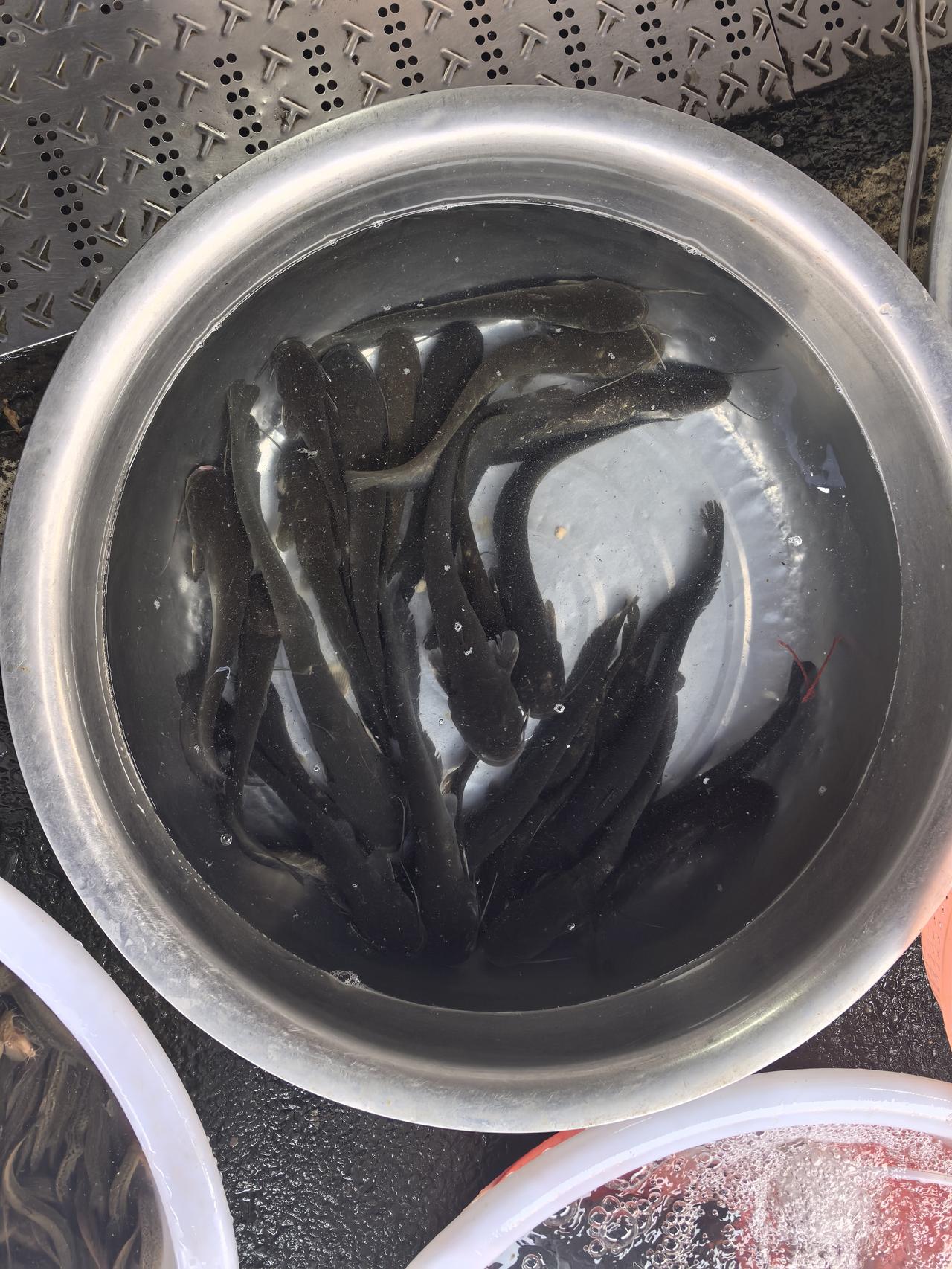 又到岁末年终，名烟名酒价格等高消费品有小幅上扬，猪肉价格从15元每斤升到18元每