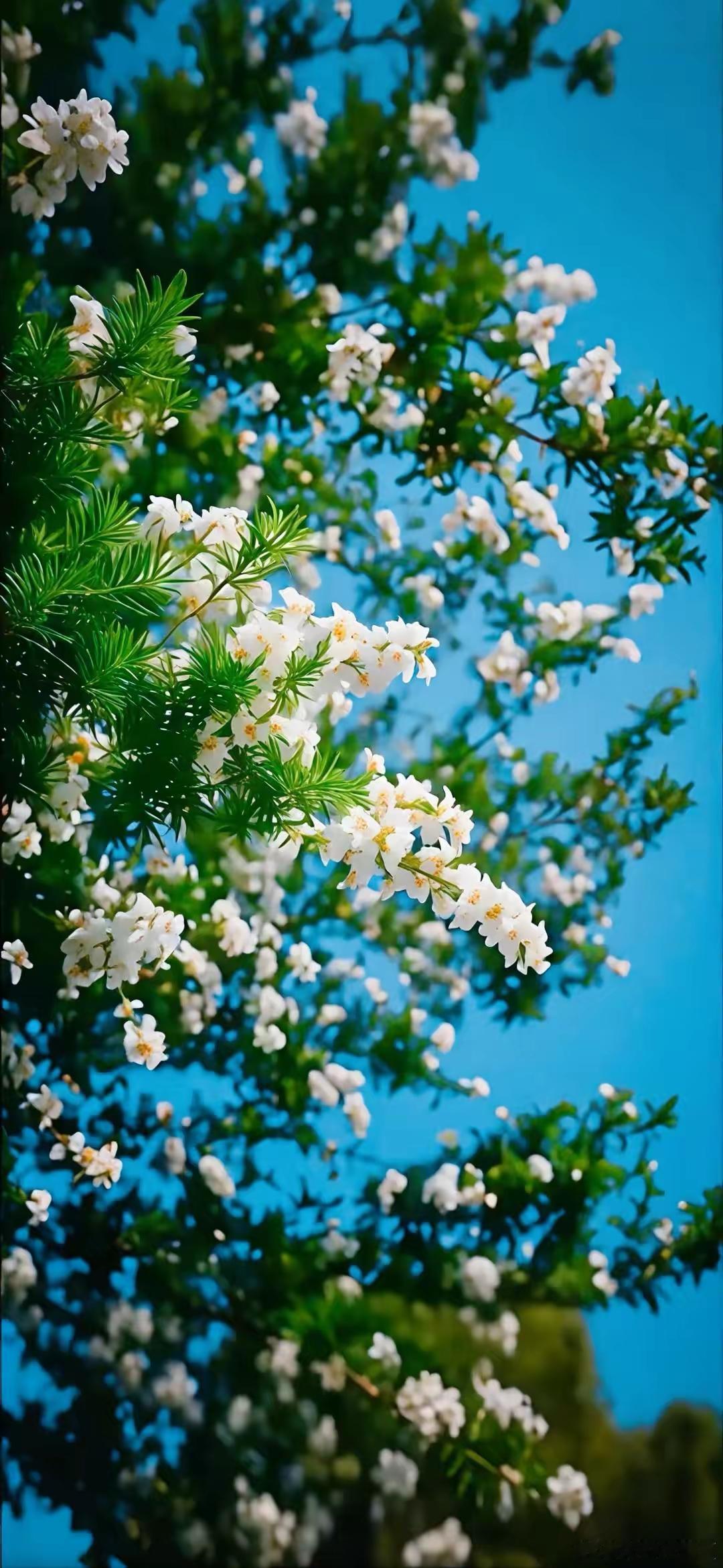 花间寻趣，万物自有温柔～寻美河南​​​