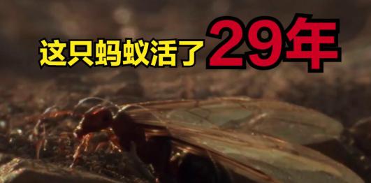 蚁后用29年寿命揭开一个残酷真相1969年Kutter和Stumper记录下一