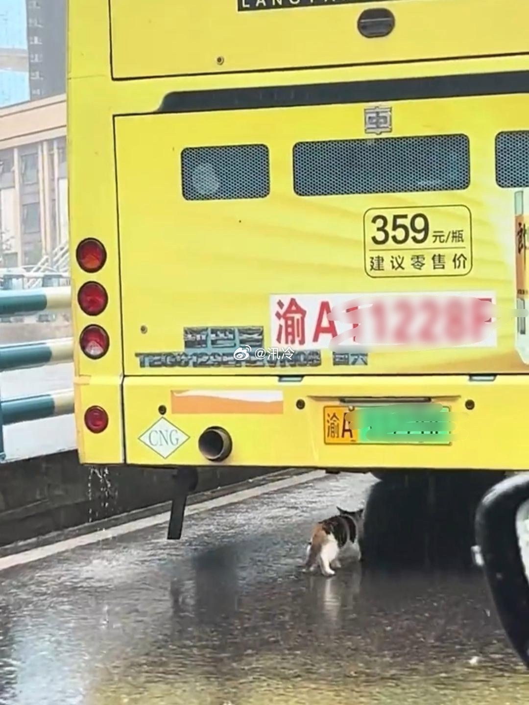 好可怜的小三花猫它只是想躲躲雨..