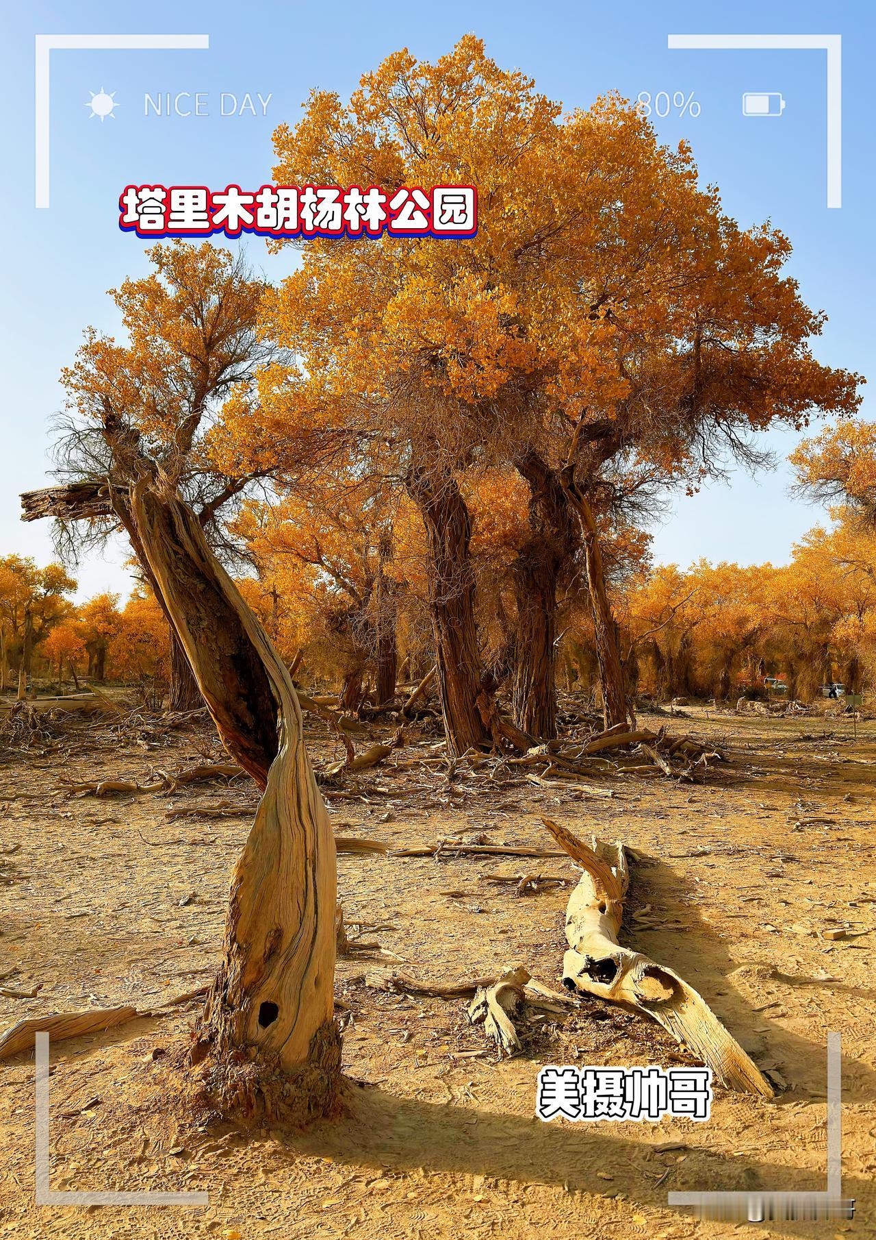 2025年深秋去新疆塔克拉玛干沙漠看金色的胡杨世界上面积最大、保存最完整的原