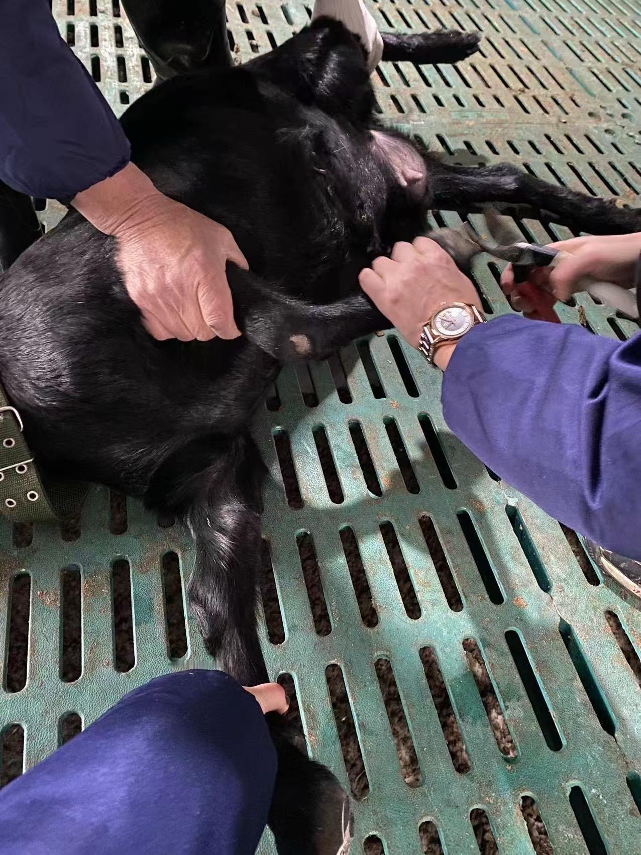 在外人眼里，养黑山羊不过是把羊赶到山上吃草，清闲又省力，甚至觉得这是没出息的营生