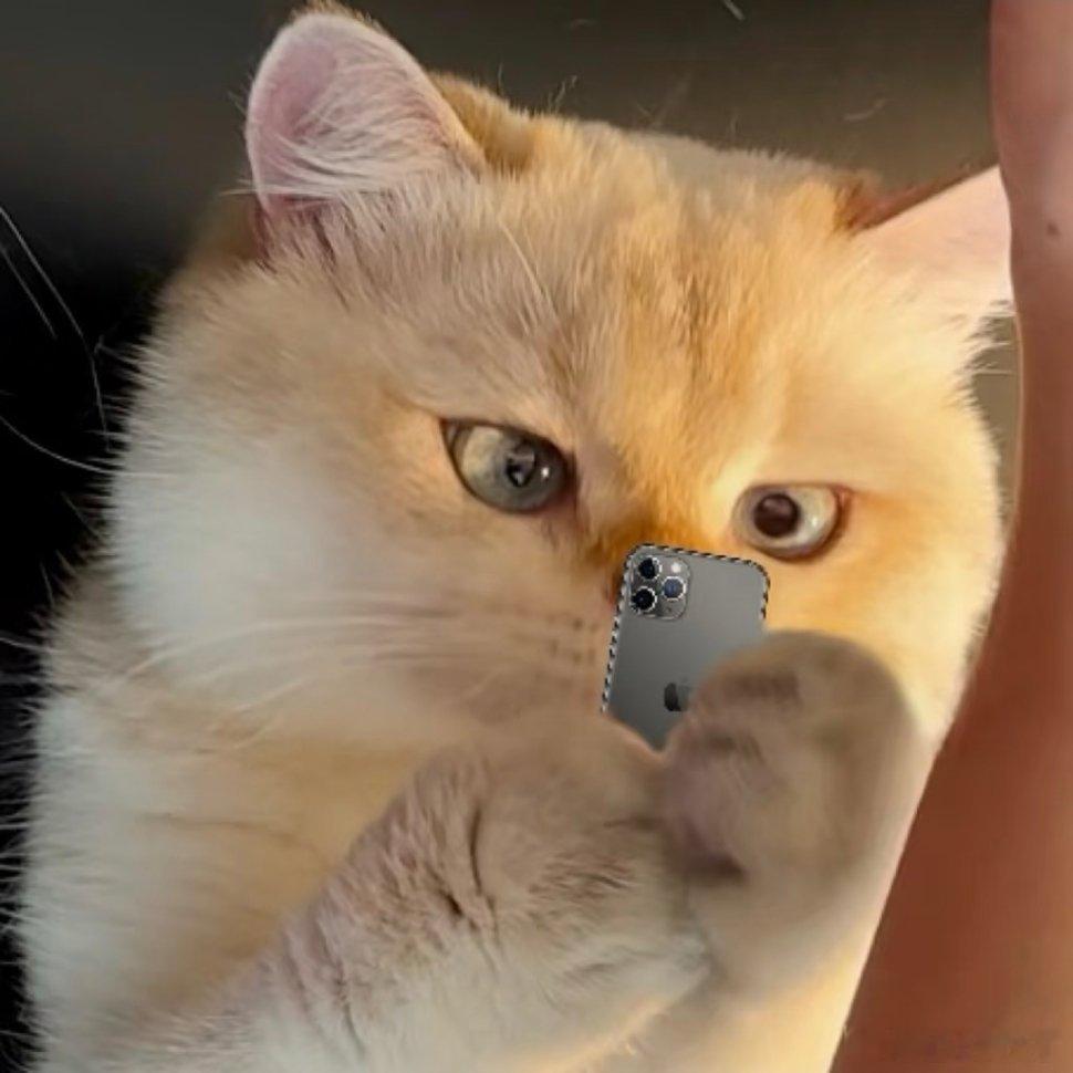猫咪表情包。