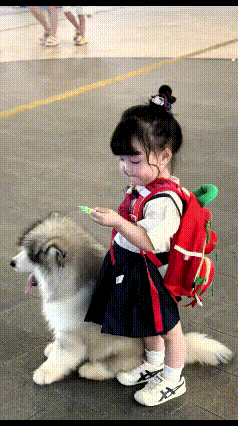 注意看！这小萌娃跟自家大狗的互动也太治愈了！小姑娘每天放学，第一件事就是找她的毛