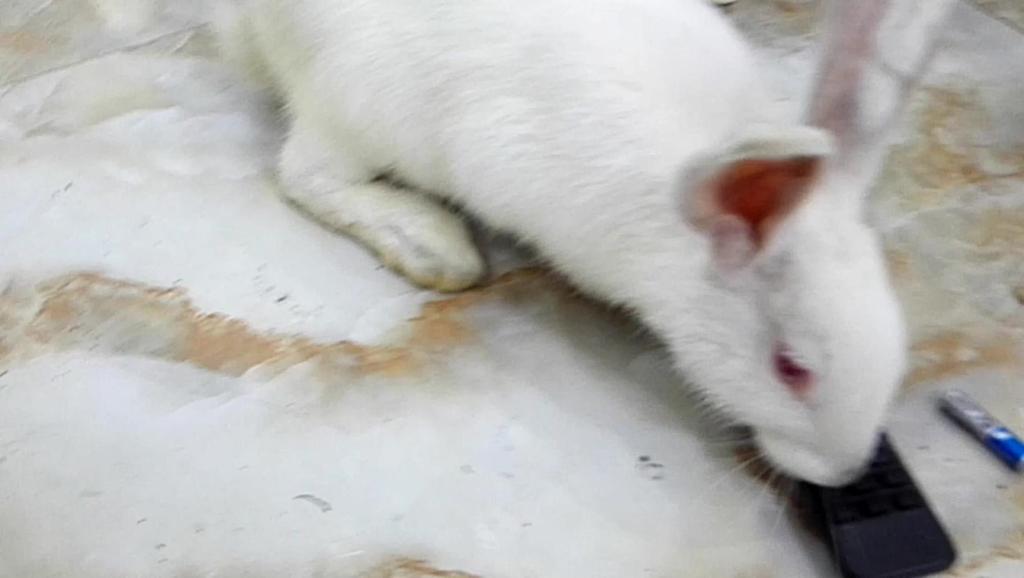 16797822427853261329.jpg?id=0