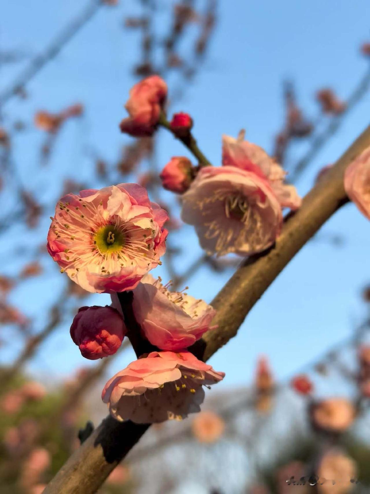 【昨日客流】2月8日（周日）武汉城市轨道交通线网客运量（含换乘）为338.7